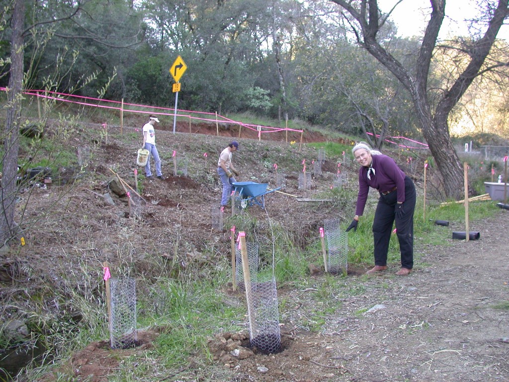 Volunteers have been hard at work at Canyon creek on Stagecoach Preserve, planting native flowers, shrubs and trees, and protecting them with wire cages so they will have a chance to grow to maturity.