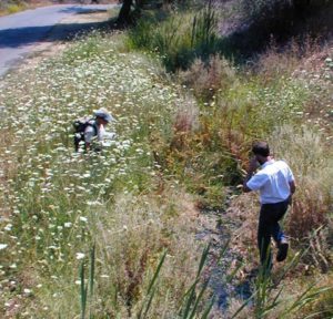 With the help of our new Americorps interns and volunteers from the community, PLT plans to complete restoration along Canyon Creek at the Stagecoach Preserve in Auburn this year, in preparation for adding a public trail.