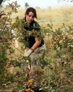 Clearing Himilayan Blackberry to make way for young oaks