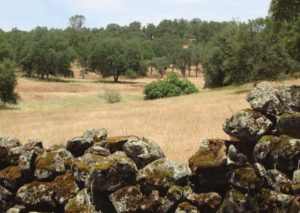 The rolling grasslands and oak woodlands of Bruin Ranch on the Bear River make an ideal spot for PLTs annual Treasured Landscapes Tours.