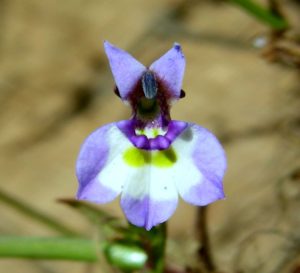 Vernal pool endemic, Two-horned Downingia (Downingia bicornuta) at Swainson’s Grassland Preserve.