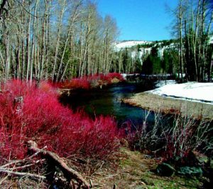 Placer Land Trust is committed to working with willing landowners and conservation partners to permanently protect our valuable natural and agricultural lands for future generations.