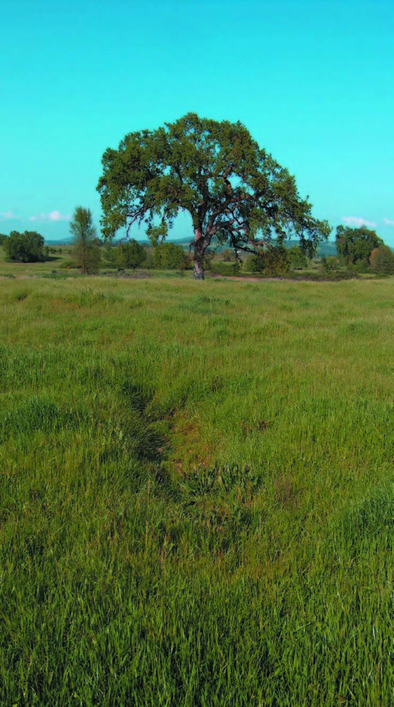 Annual grasslands and wetlands dominate the Hofman Ranch, which also contains a lush stream environment and oak woodlands along Doty Ravine.