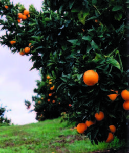 Mandarins are ready to be picked in November, December and January.