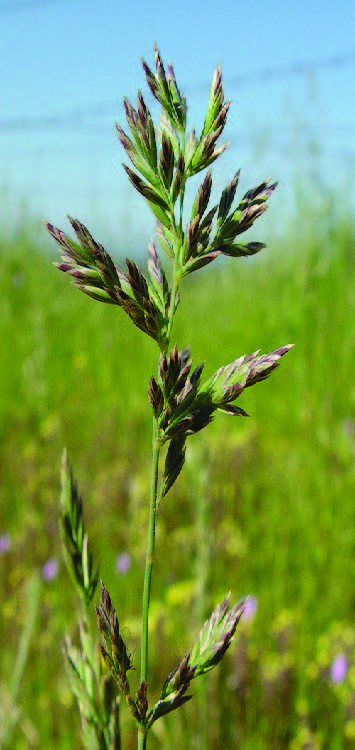 Purple Needle Grass