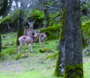 Taylor Ranch Preserve is part of an important north-south migration corridor between Coon Creek and the Bear River for a variety of wildlife, including blacktail deer.