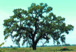 tree at hofman