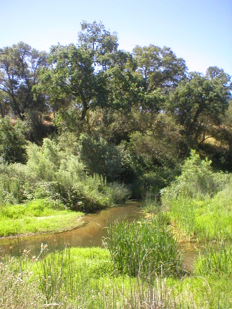 Miners Ravine Preserve – Placer Land Trust