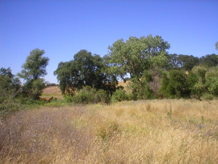 Miners Ravine Preserve – Placer Land Trust