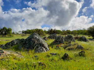 PLT Permanently Protects Oest Ranch — Lone Star Preserve