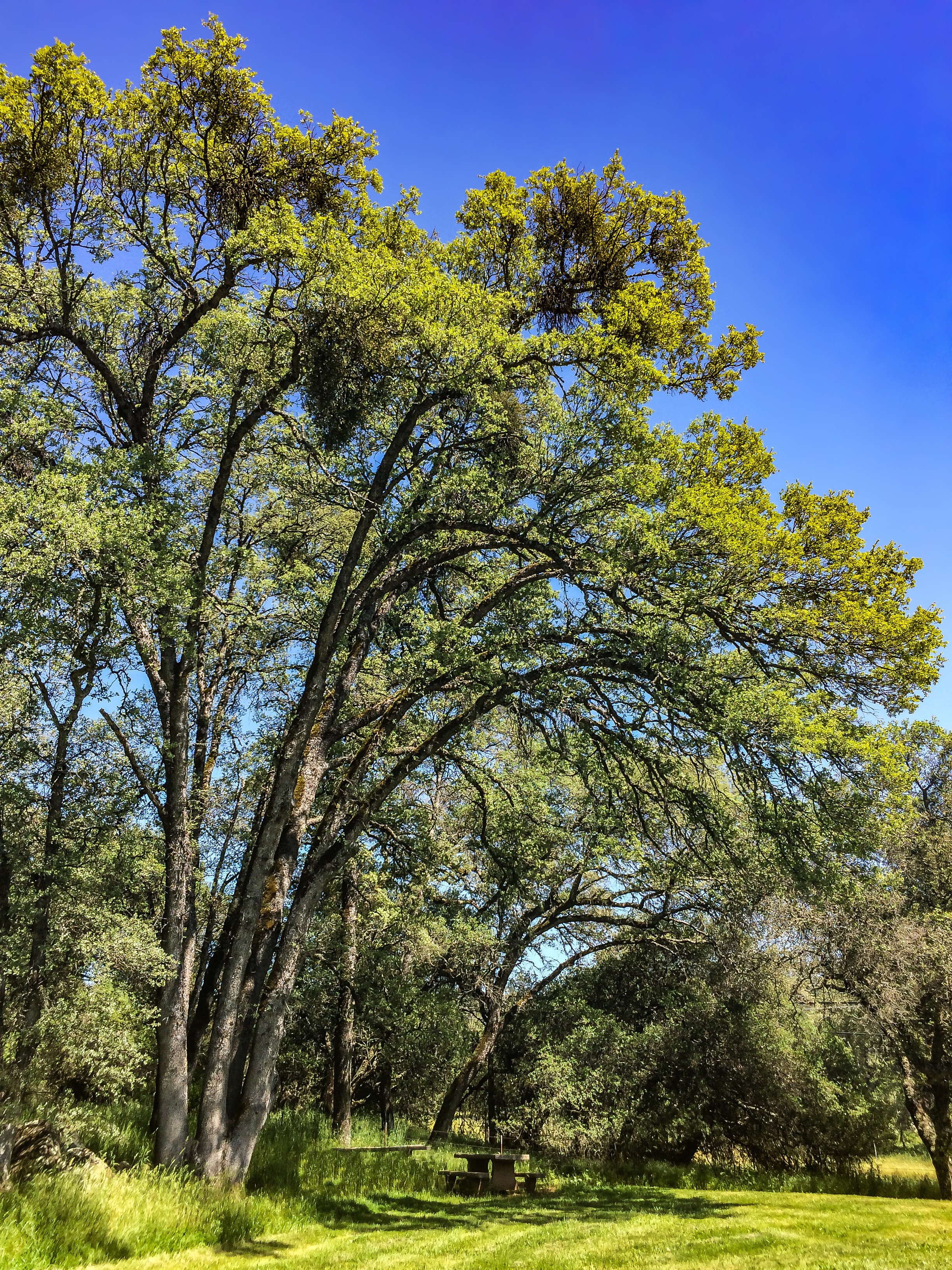 Christian Valley trees