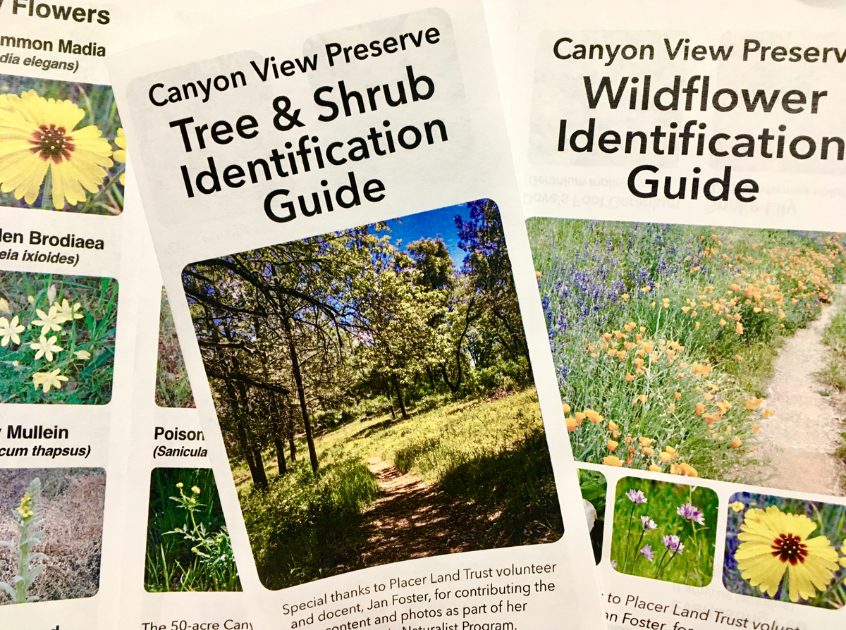 canyon view guides