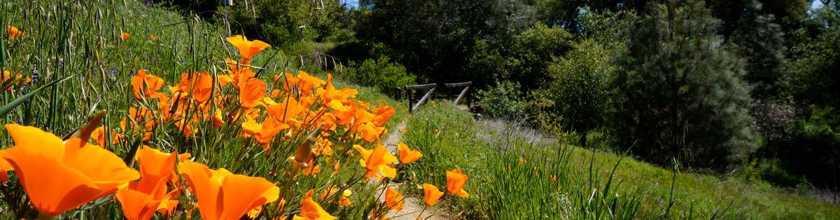 Poppies_header