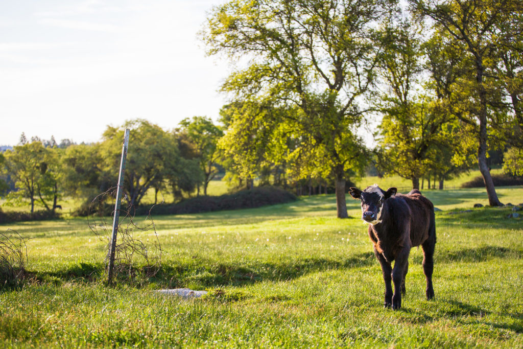 A calf at Oest Ranch, one of Placer Land Trust an Placer Legacy's collaborative properties. Photo courtesy Placer Legacy.