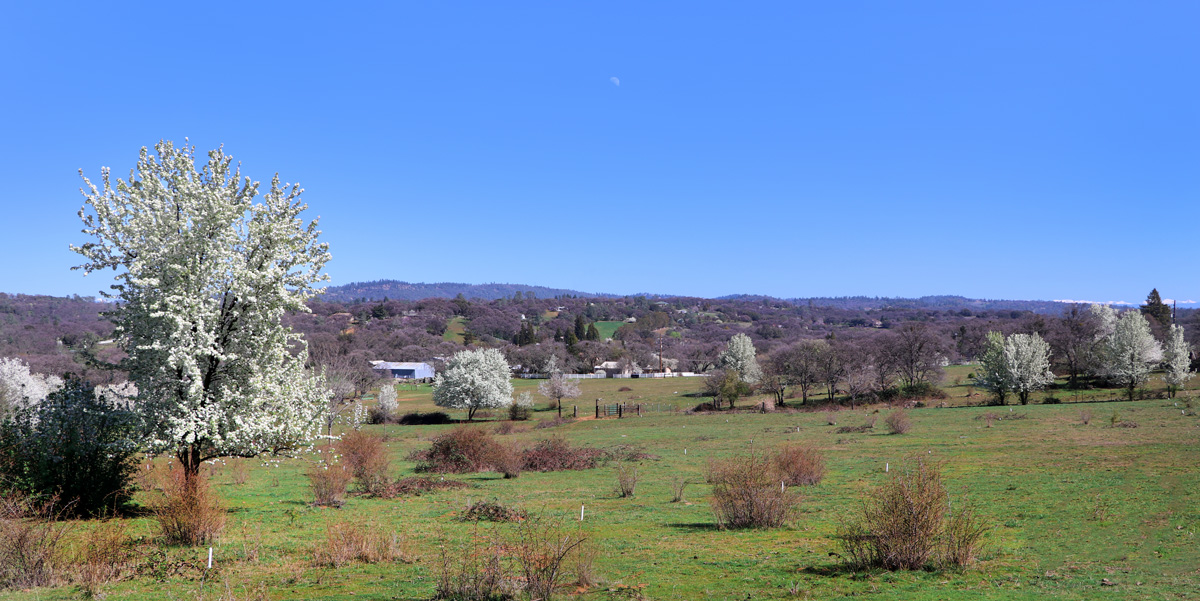 Beard Ranch Preserve – Placer Land Trust