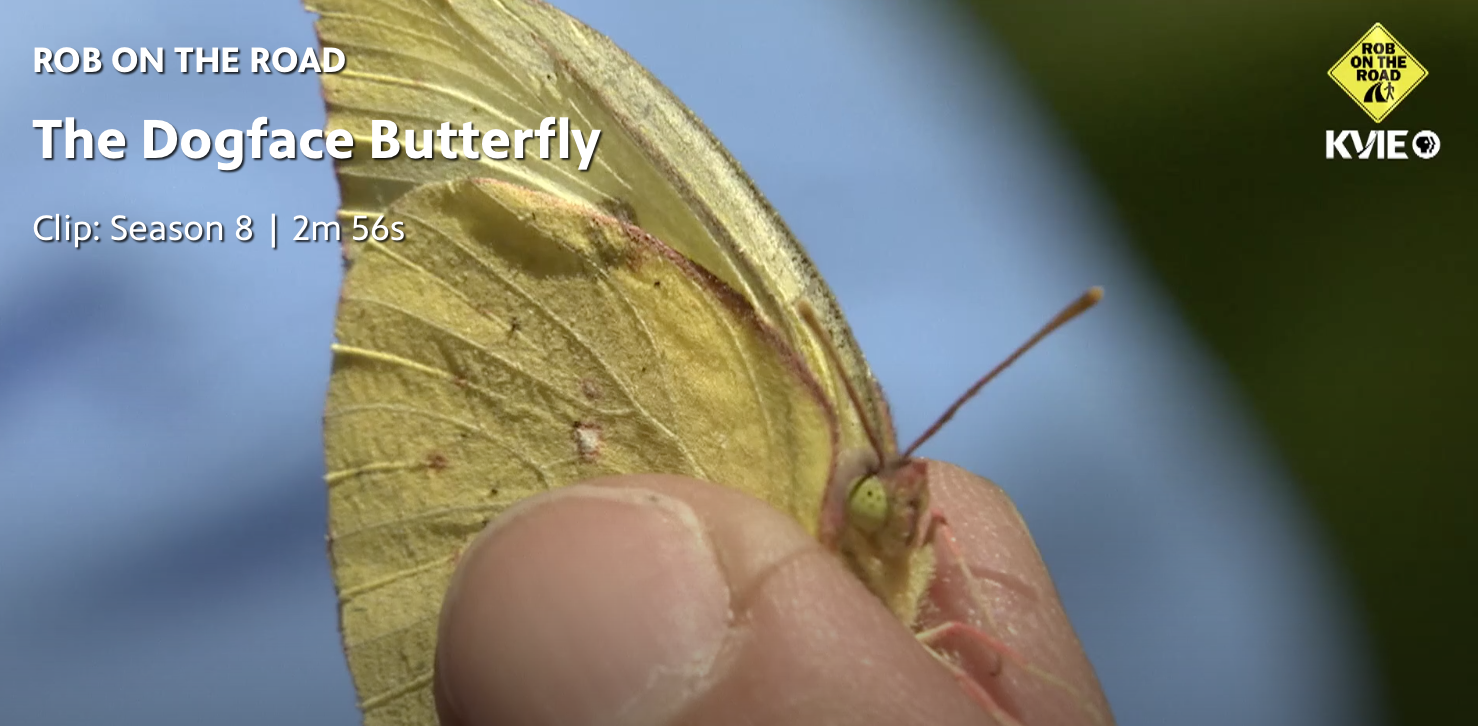 Rob on the Road – The Dogface Butterfly