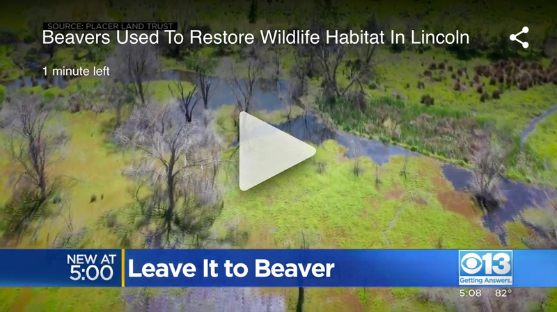 Beavers Used To Restore Wildlife Habitat In Lincoln