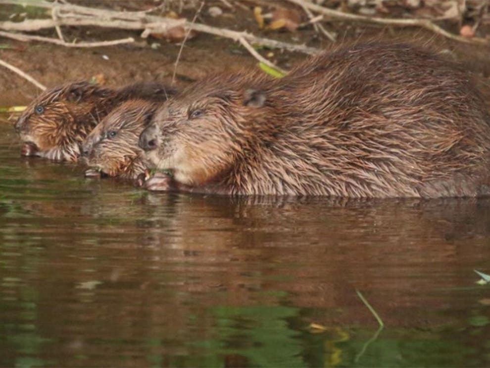 How beavers saved California $1M