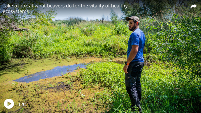 Beavers revive Placer County wetland