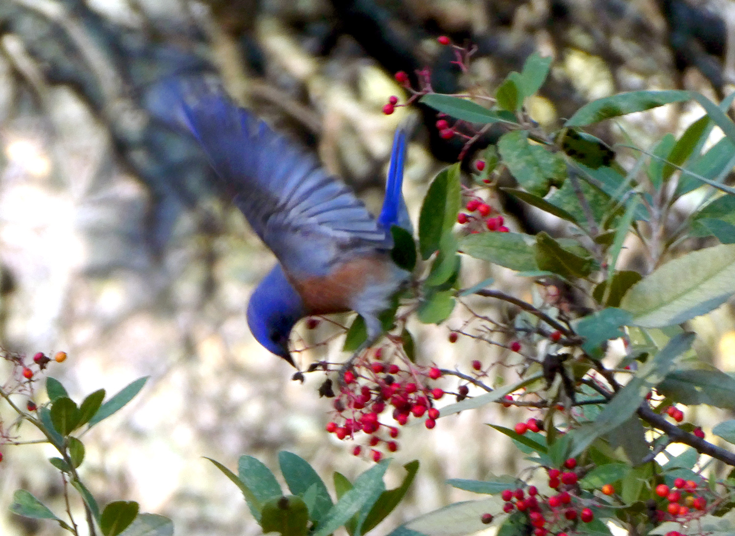 Western-Bluebird-Toyon-Sarah-Roeske