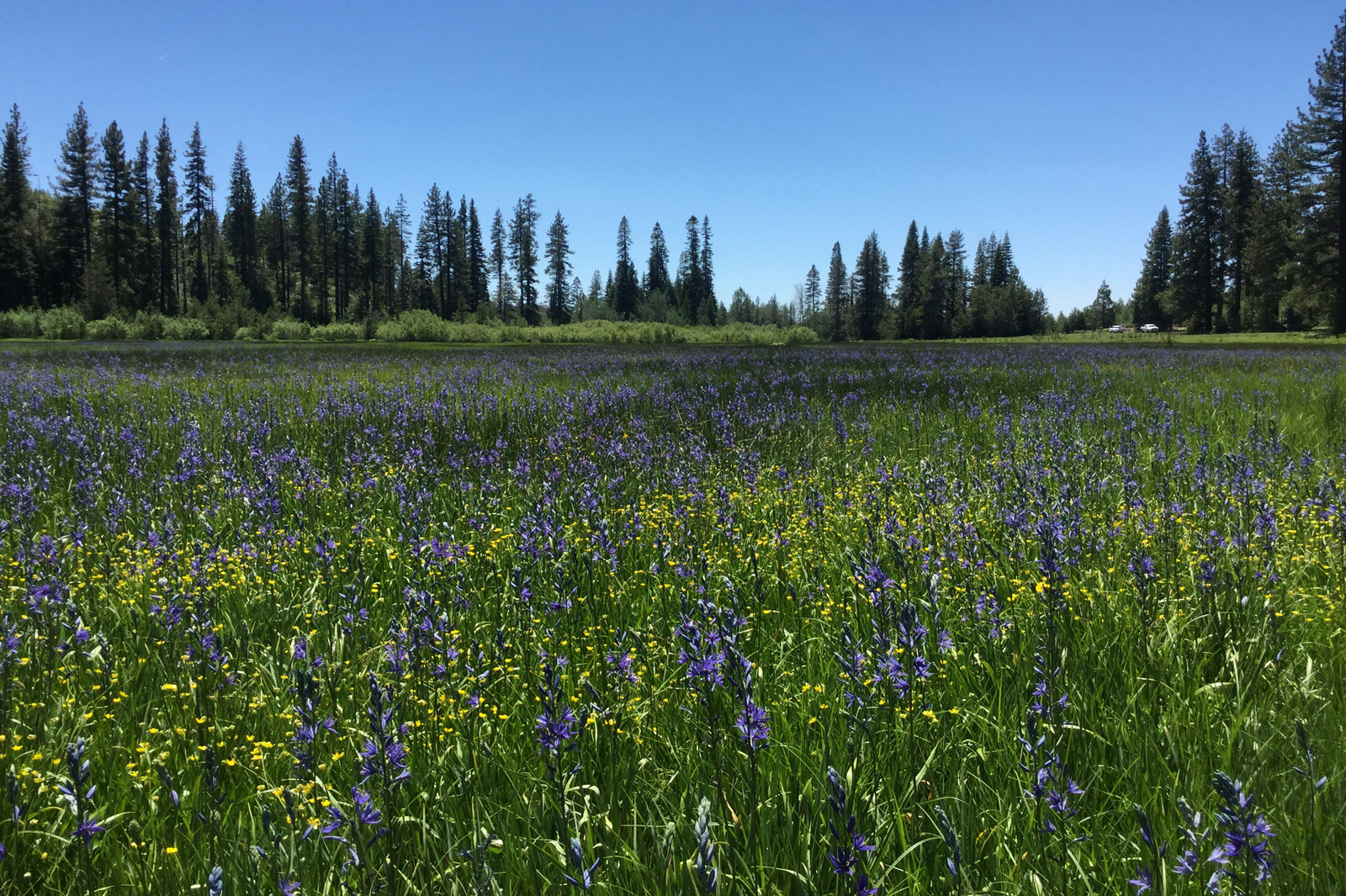 Six-Mile-Meadow