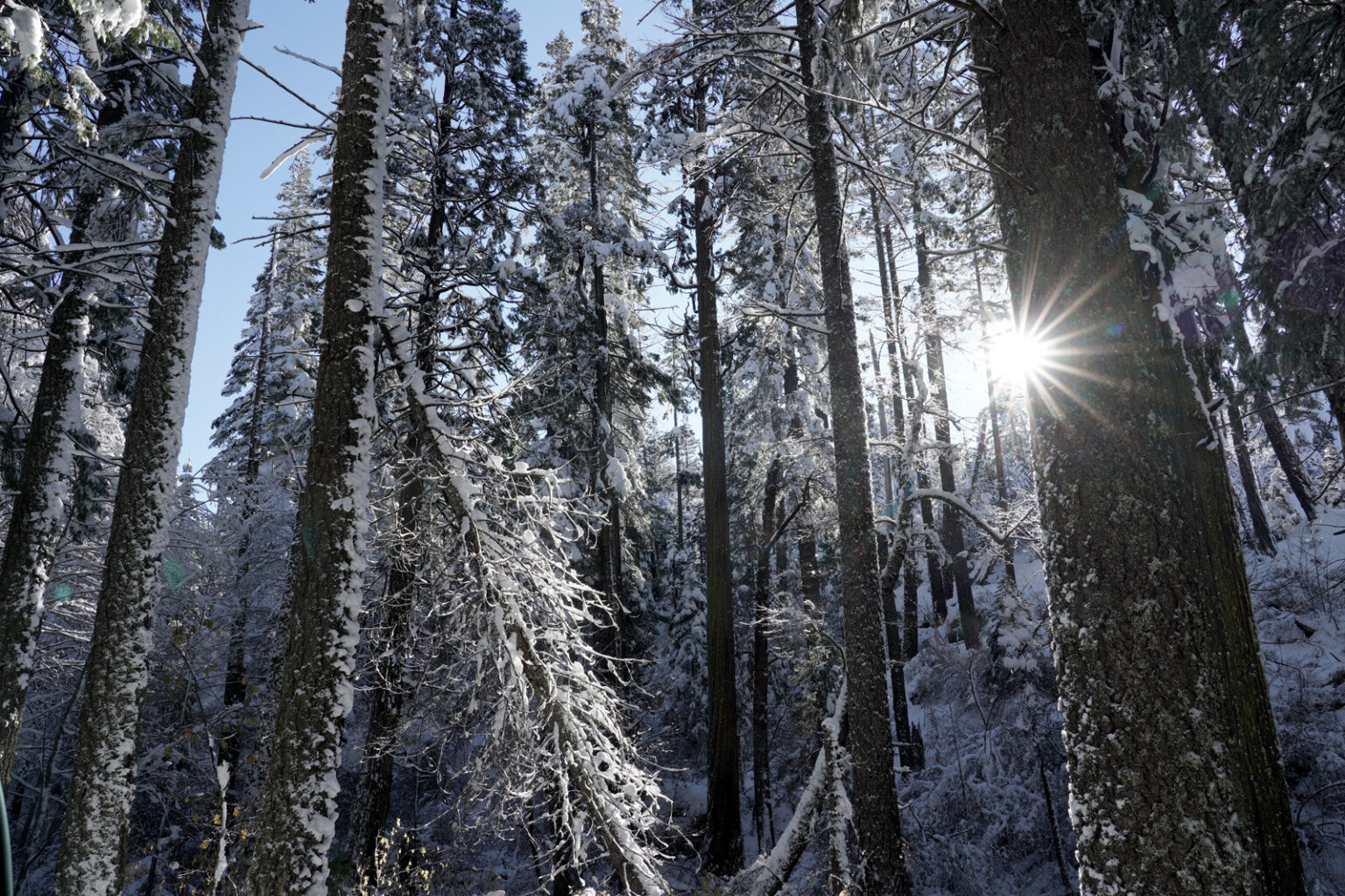 Bear River Headwaters Preserve – Placer Land Trust