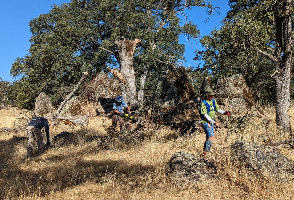 Volunteers build cages to protect young oaks at Taylor Ranch Preserve, August 2022
