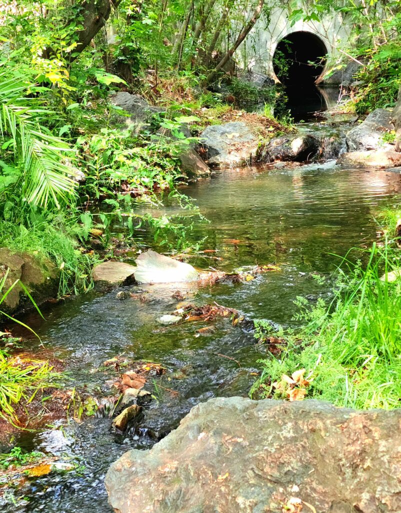 School Park Preserve creek photo by Linda Hanson