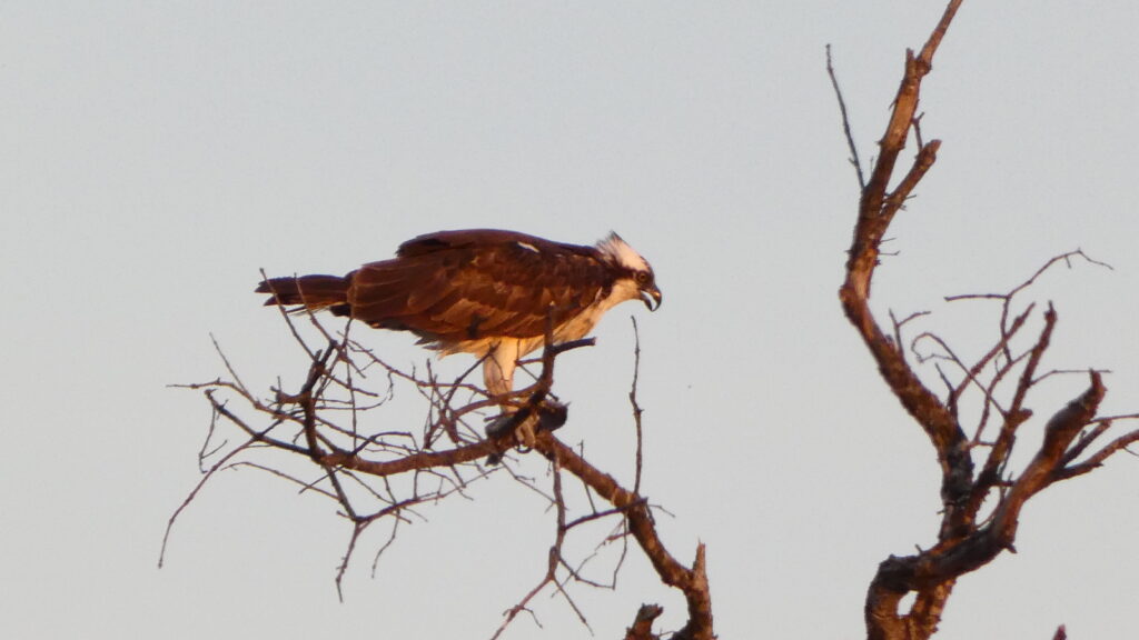 Osprey in tree - photo by Ryan Jones