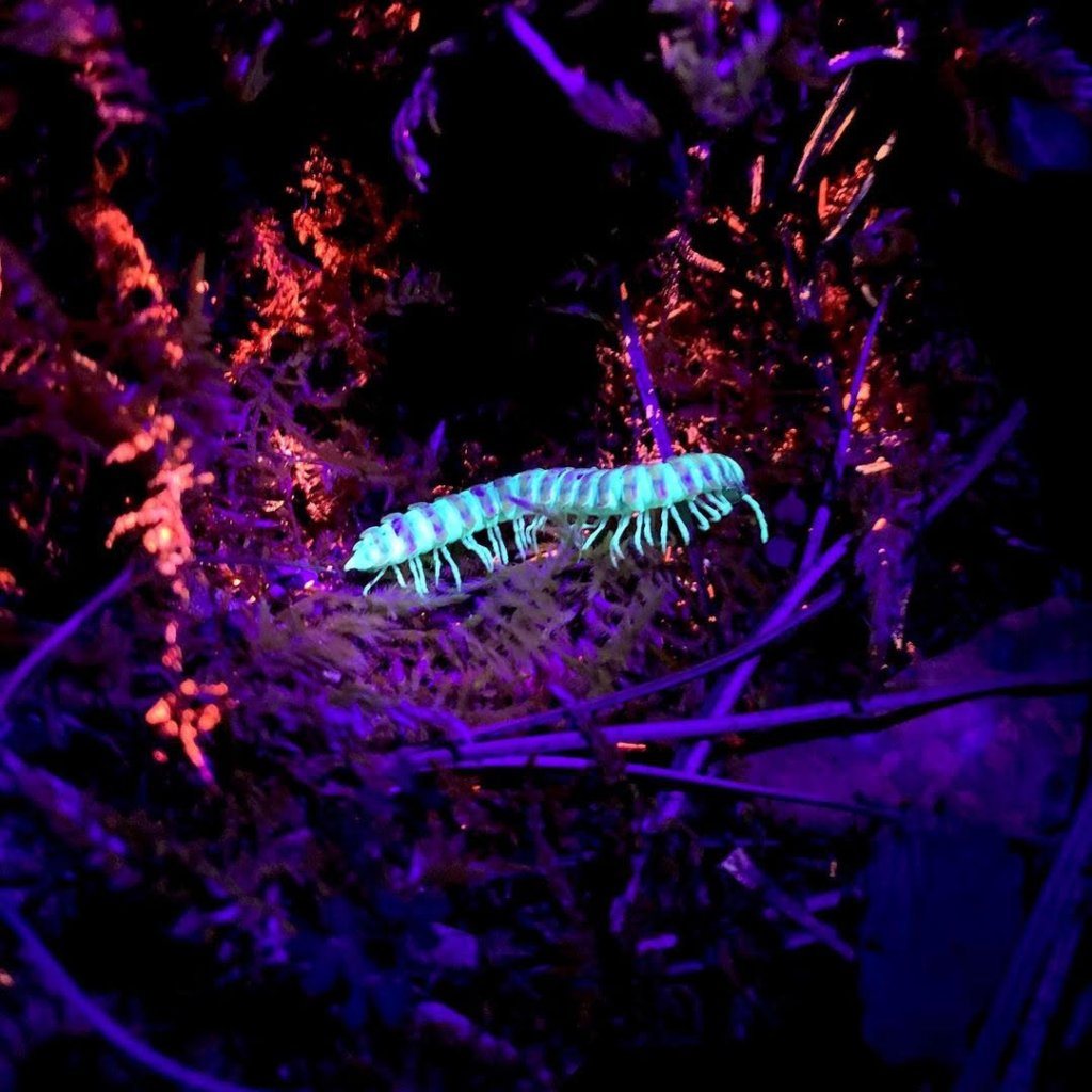 FULL* February 14 – “Love Bug” Night Hike with Night Crawlers