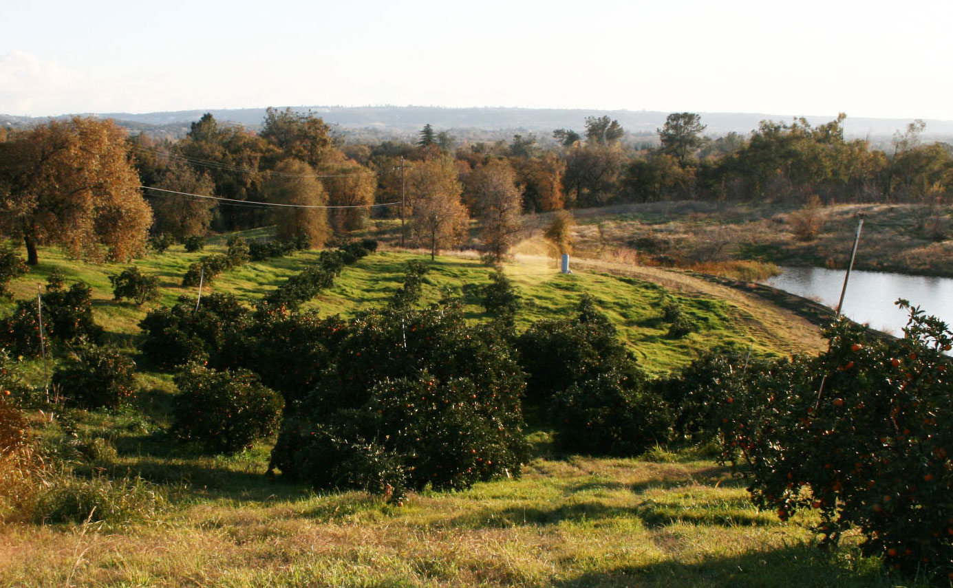 side-hill-citrus-view