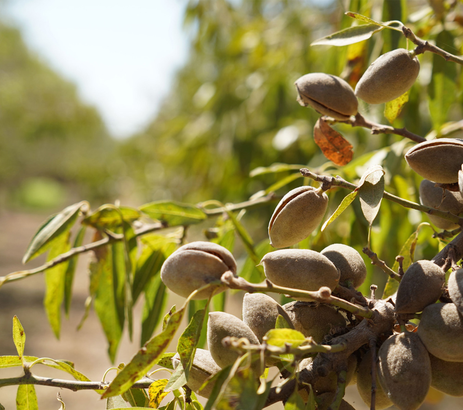 Lincoln-1079-almonds