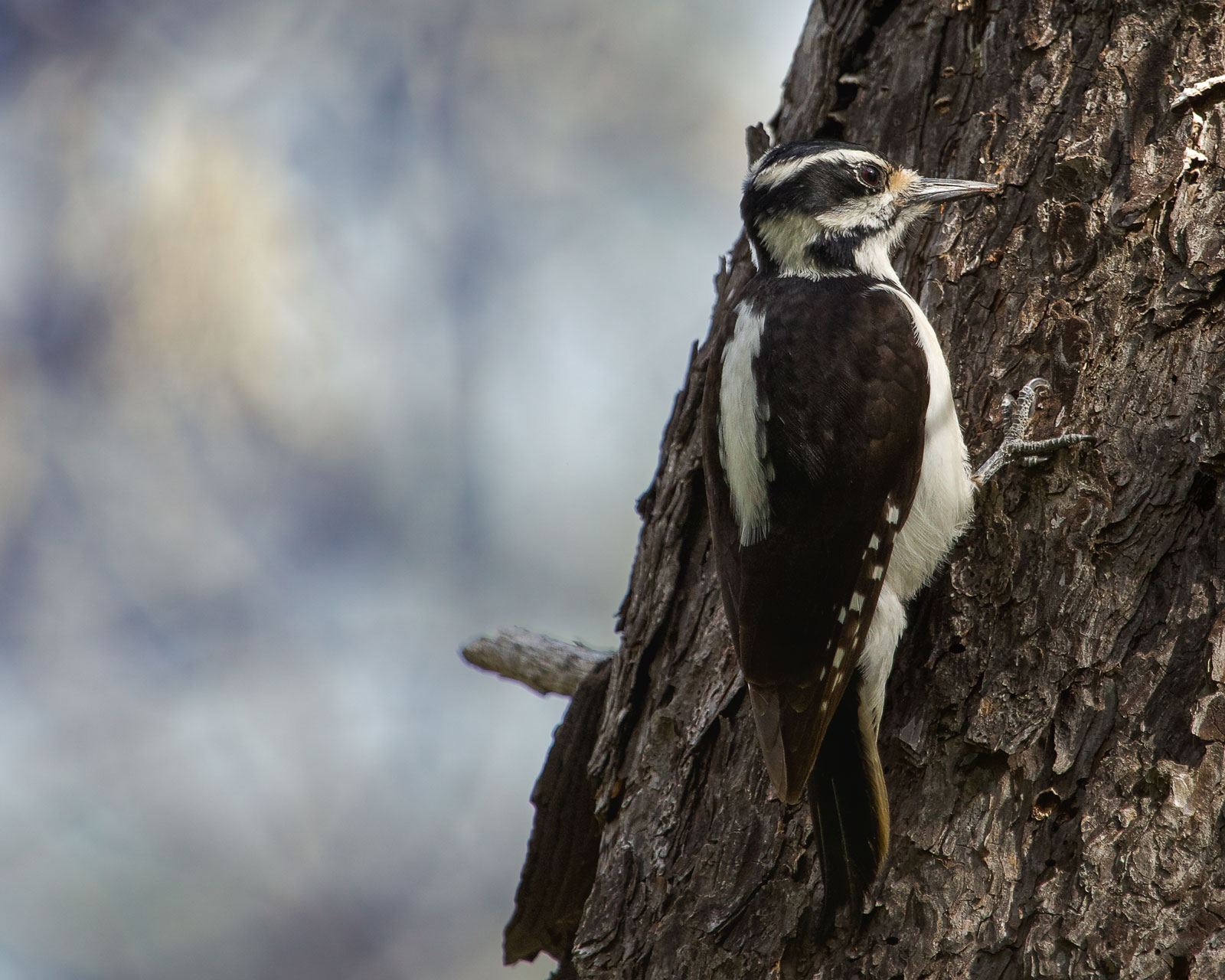 woodpecker