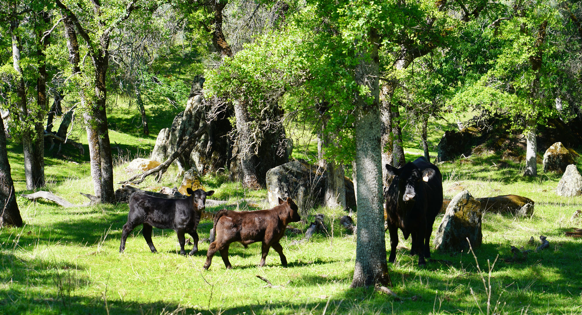 DSC08865-calves