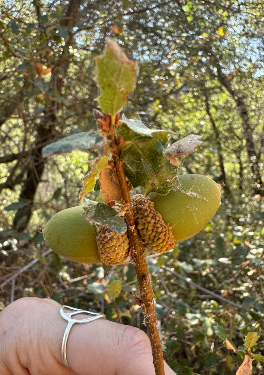 Scrub-Oak-2