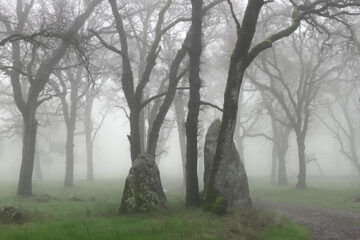 Rock formations emerge from the misty oak woodlands at Taylor Ranch Preserve