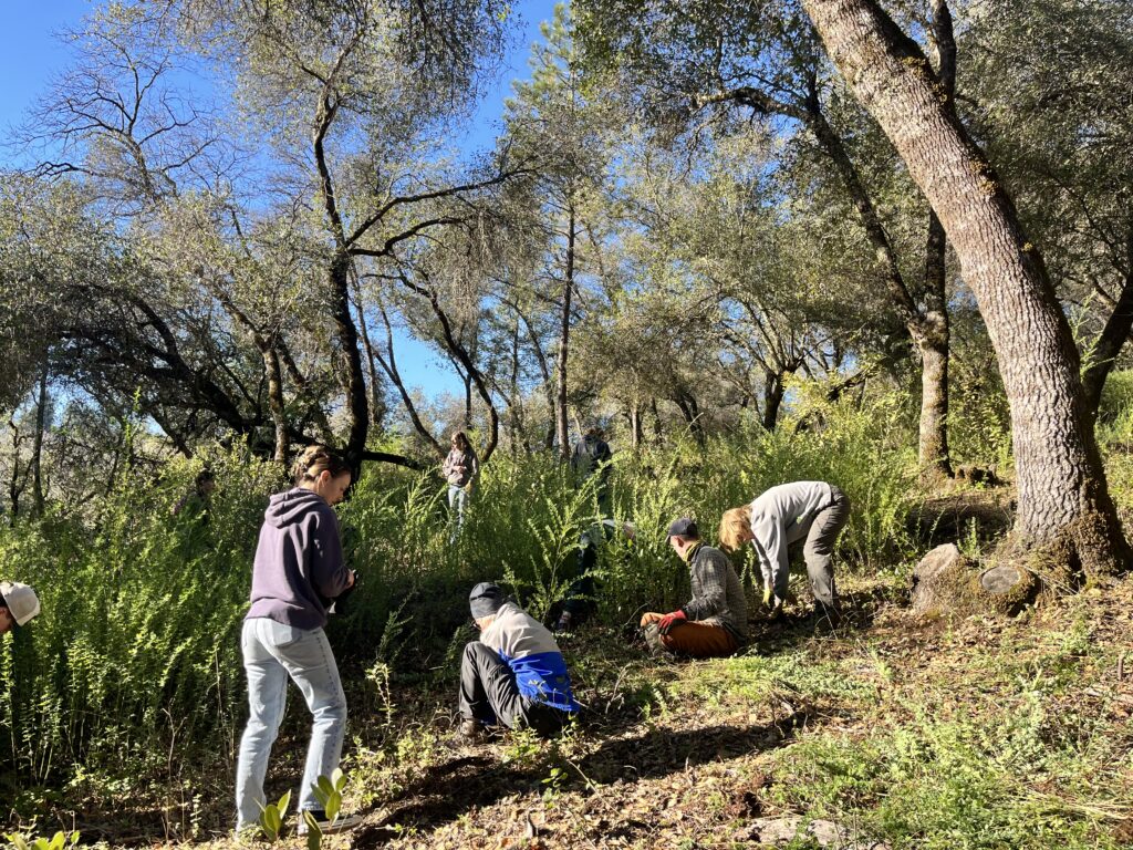 Volunteers pull invasive broom plants in an oak woodland at Canyon View Preserve