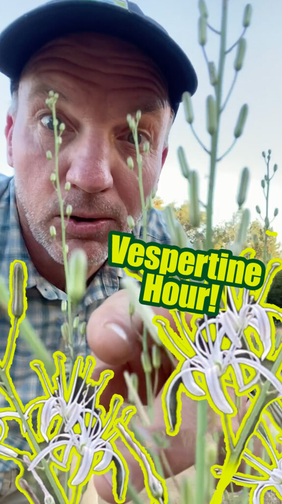Gettin' Out: Vespertine Hour