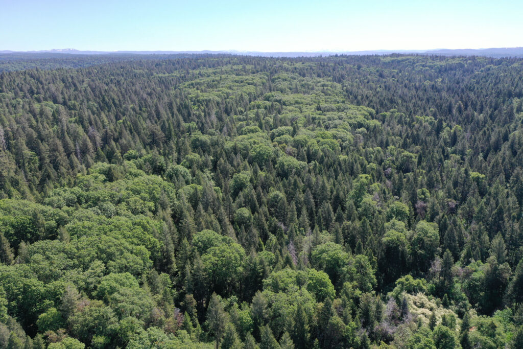 Aerial view of the Owl Creek project area