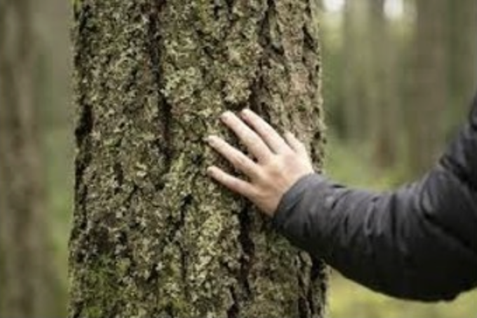 Forest Bathing