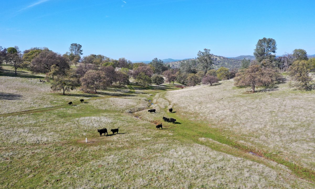 DJI_0253-cattle-aerial